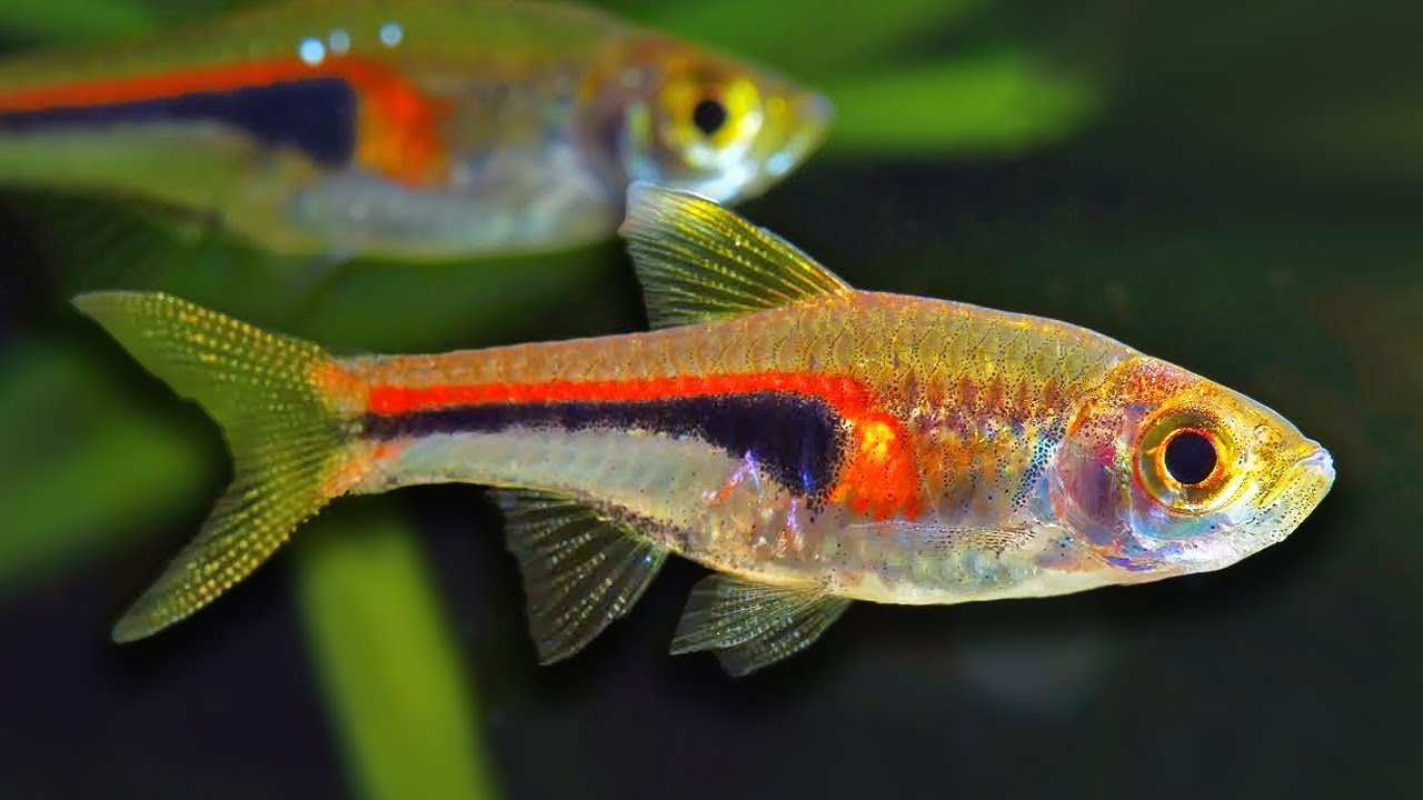 freshwater aquarium fish for sale